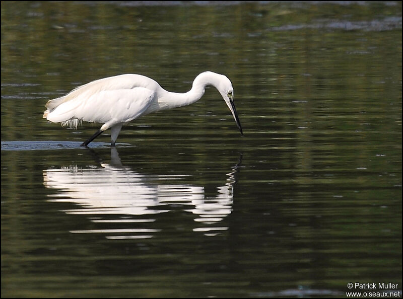 Little Egret