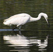 Little Egret