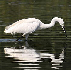 Aigrette garzette