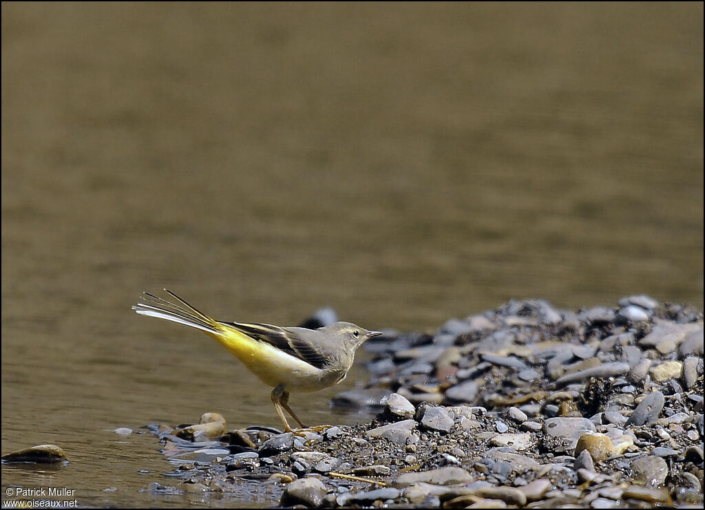 Grey Wagtail