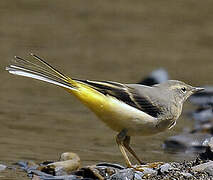 Grey Wagtail