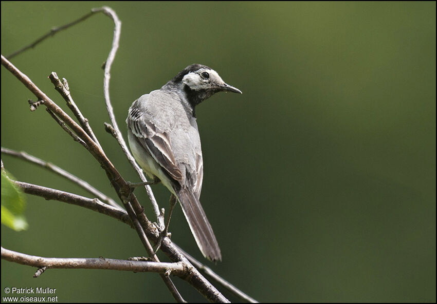 White Wagtail