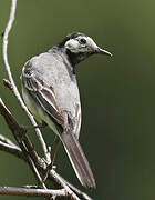 White Wagtail