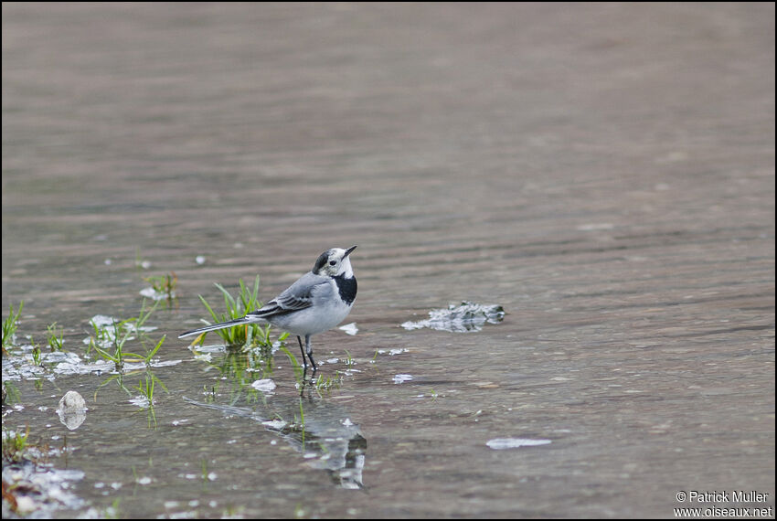 White Wagtail