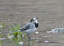 White Wagtail