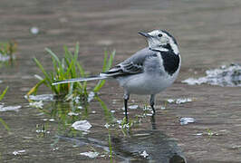 White Wagtail