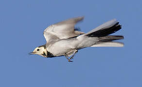 White Wagtail