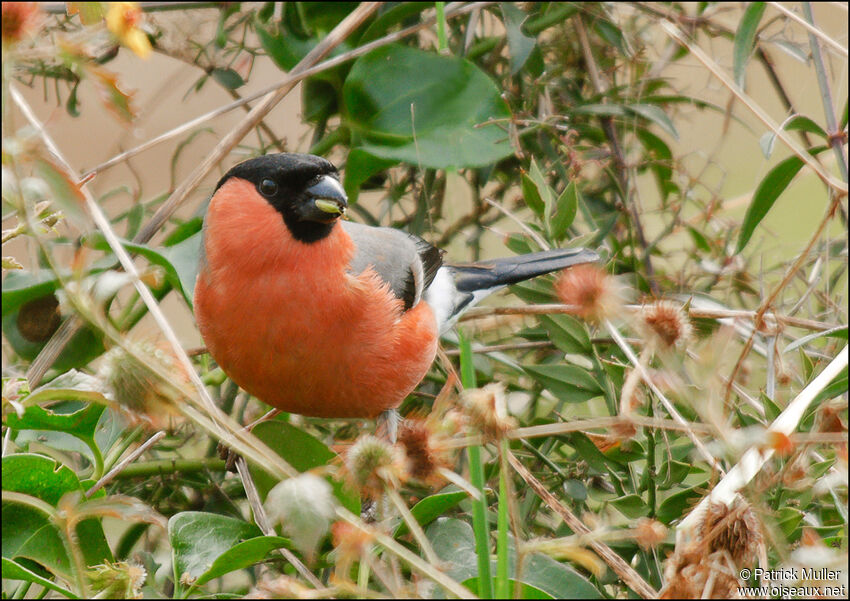 Eurasian Bullfinch