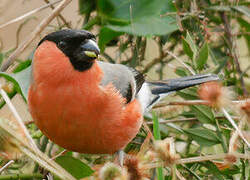 Eurasian Bullfinch