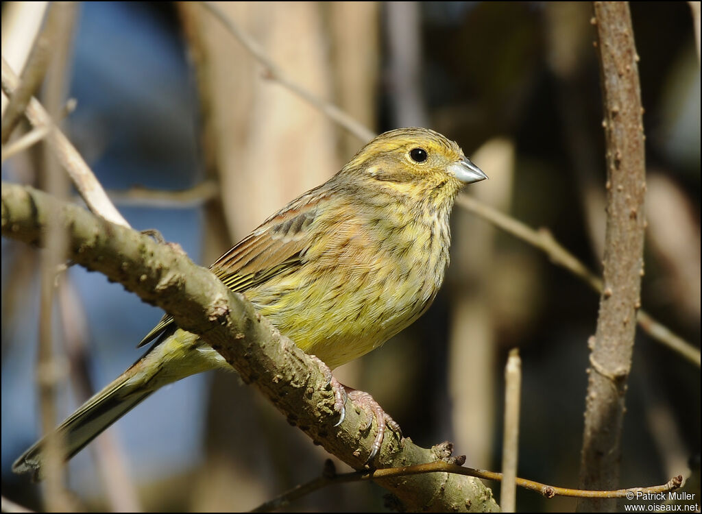 Bruant jaune femelle