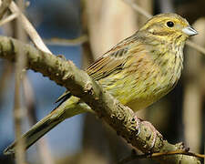 Bruant jaune