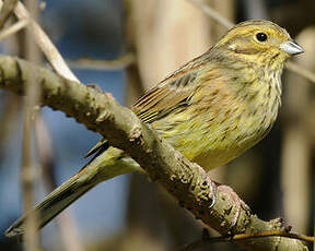 Bruant jaune