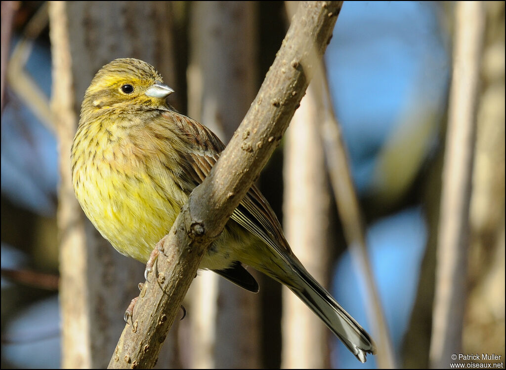 Bruant jaune femelle