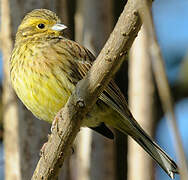 Yellowhammer