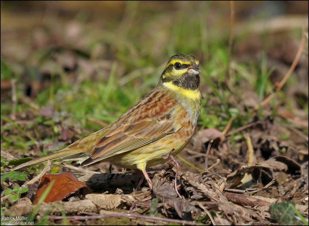 Cirl Bunting male adult breeding, identification