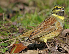 Cirl Bunting