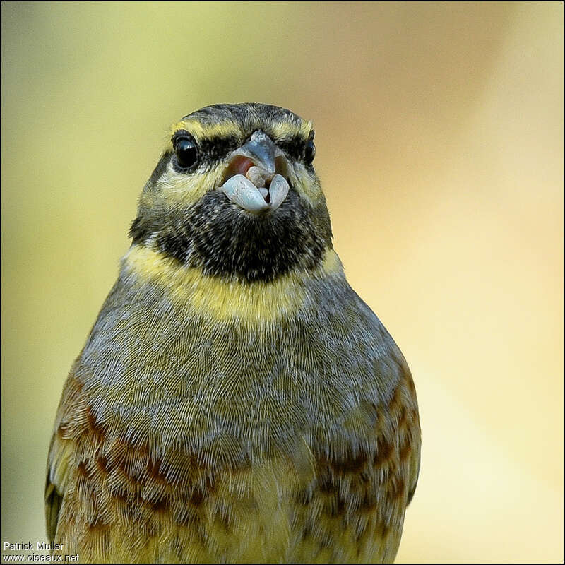 Cirl Bunting male adult, close-up portrait