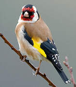 European Goldfinch