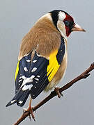 European Goldfinch