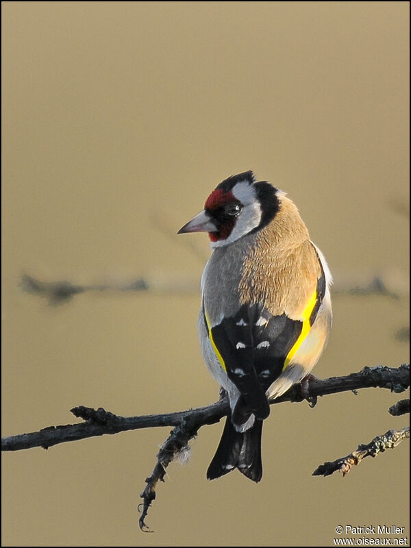 European Goldfinch, Behaviour