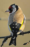 European Goldfinch