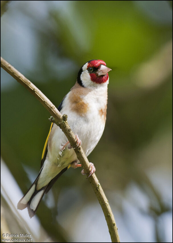 European Goldfinch