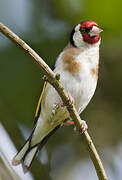 European Goldfinch