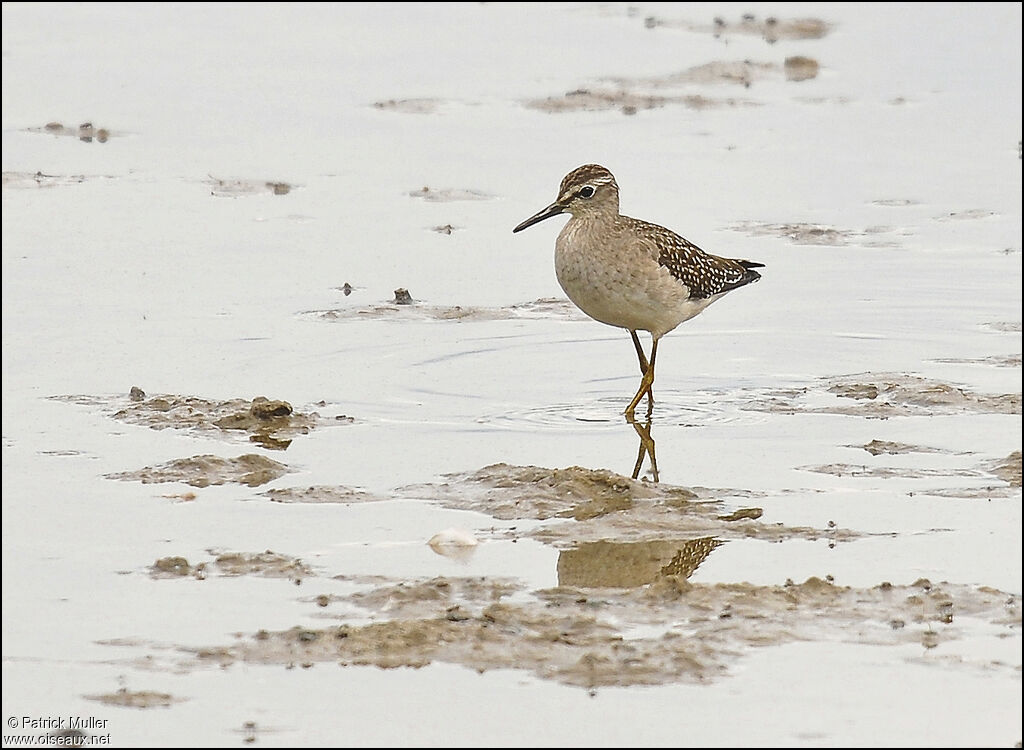 Wood Sandpiper, Behaviour