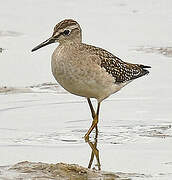 Wood Sandpiper