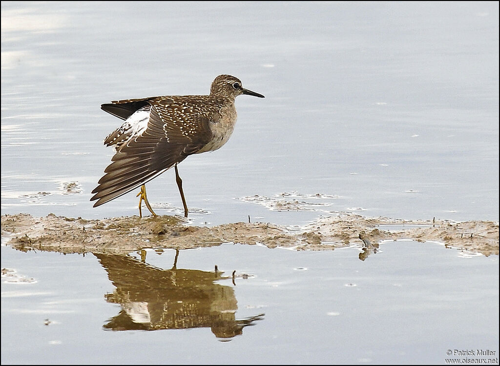 Wood Sandpiperadult, Behaviour