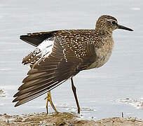 Wood Sandpiper