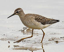 Wood Sandpiper