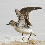 Wood Sandpiper