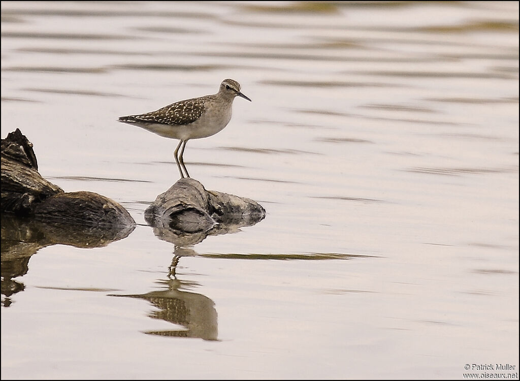 Wood Sandpiper, Behaviour