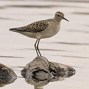 Wood Sandpiper