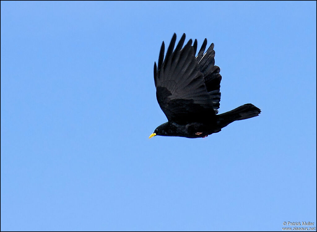 Alpine Chough, Flight