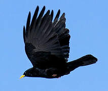 Alpine Chough