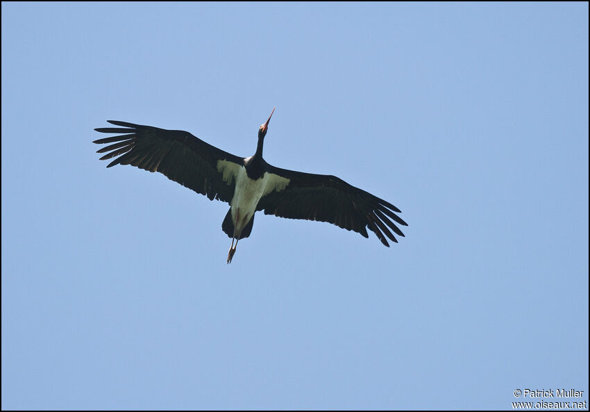 Black Stork, Flight