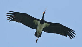 Black Stork