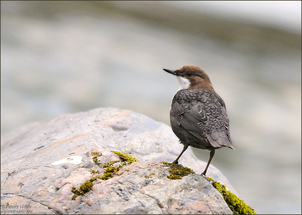 White-throated Dipper