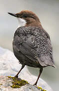 White-throated Dipper