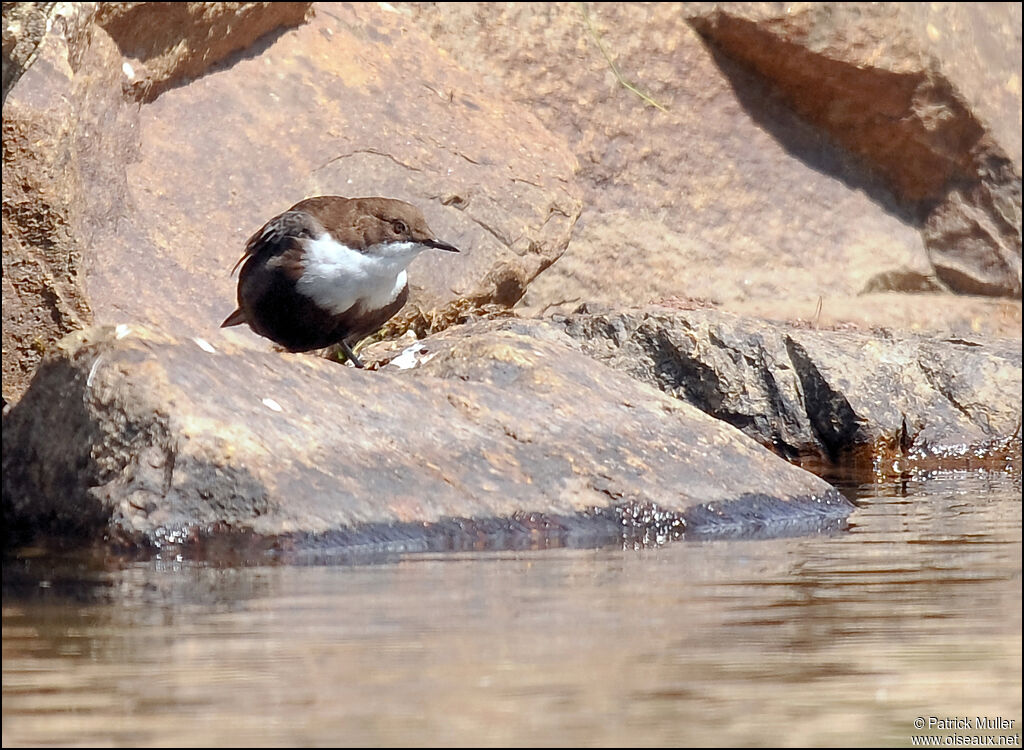 White-throated Dipper, Behaviour