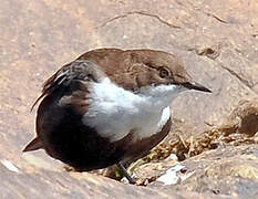 White-throated Dipper