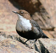 White-throated Dipper