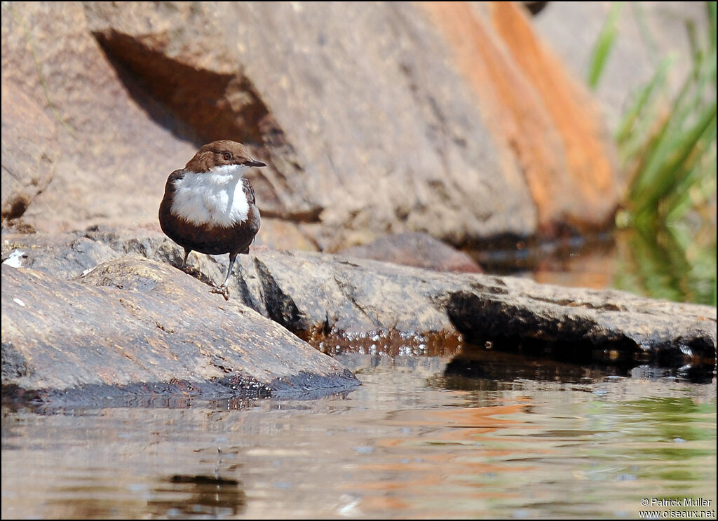 White-throated Dipper, Behaviour