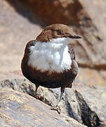 White-throated Dipper