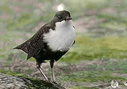 White-throated Dipper