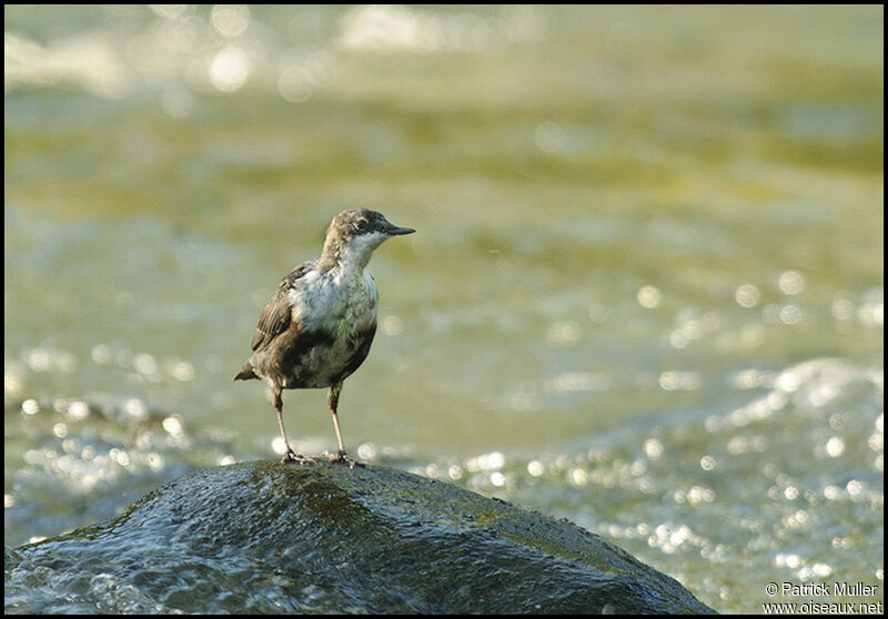 White-throated DipperFirst year