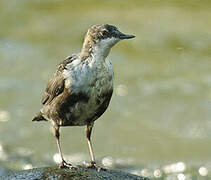 White-throated Dipper