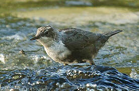 White-throated Dipper